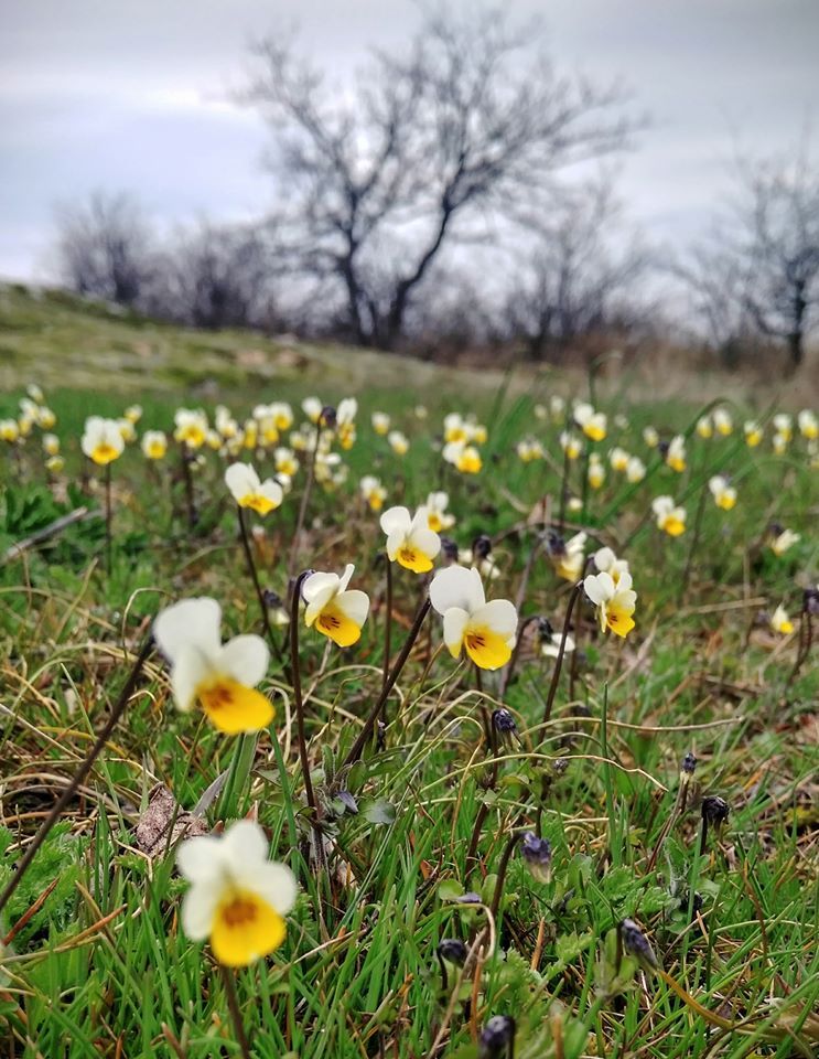 Фиалка утренняя